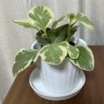 hakumaiのアバター