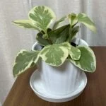 hakumaiのアバター