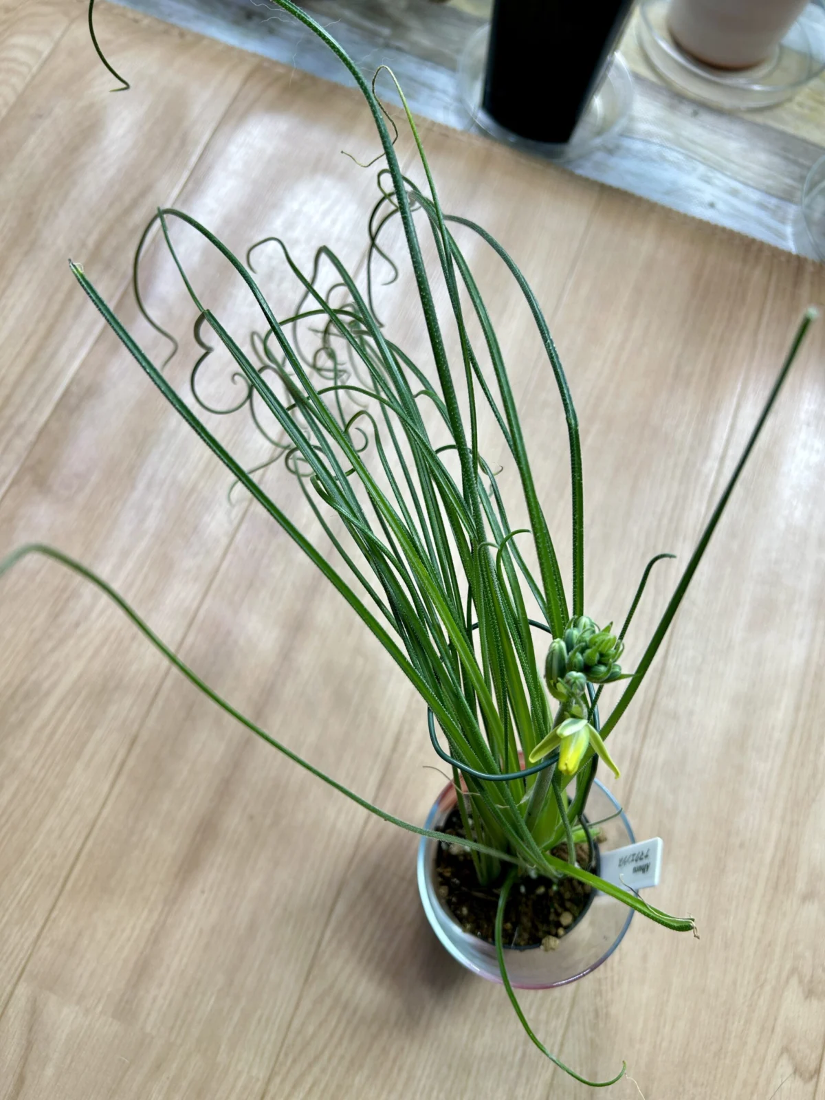 アルブカ　ナマクエンシス　ロン毛