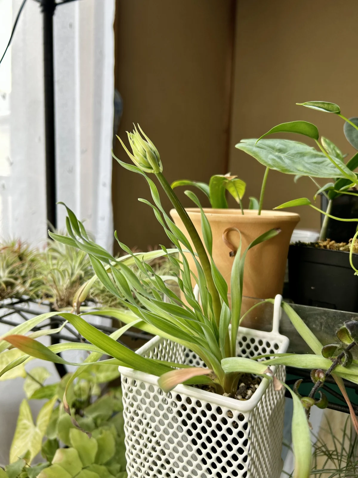 アルブカ コンコルディアナ 巻くとは?