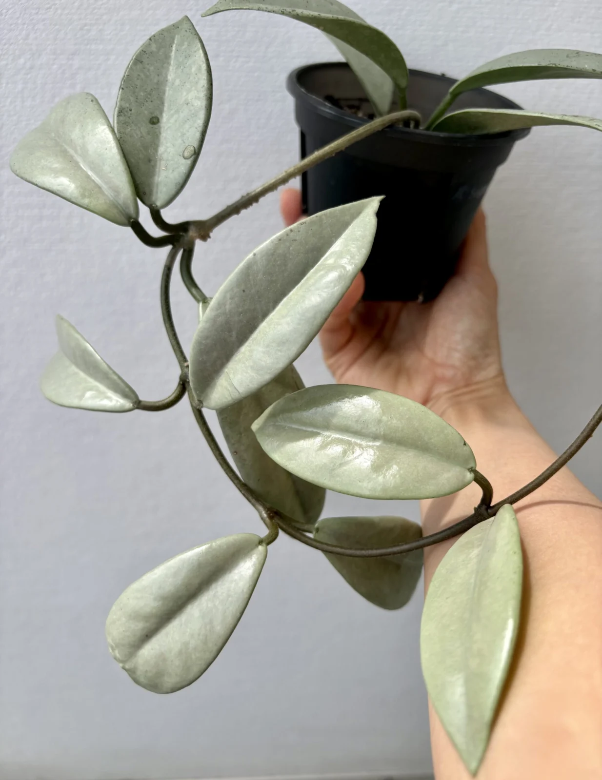 ホヤ　カルノーサ　ウィルバーグレイブスフルシルバー