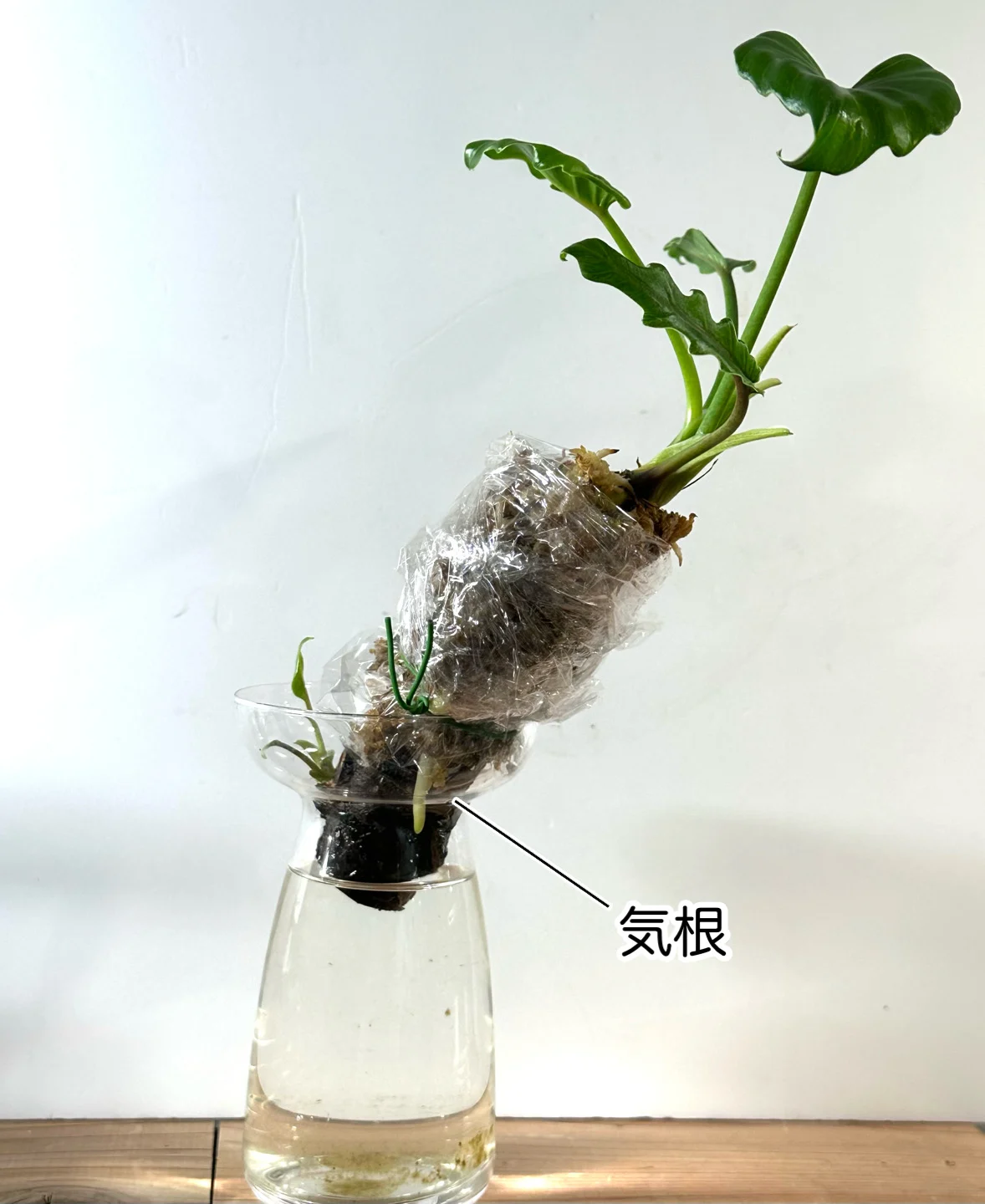 フィロデンドロン　クッカバラ　水挿し