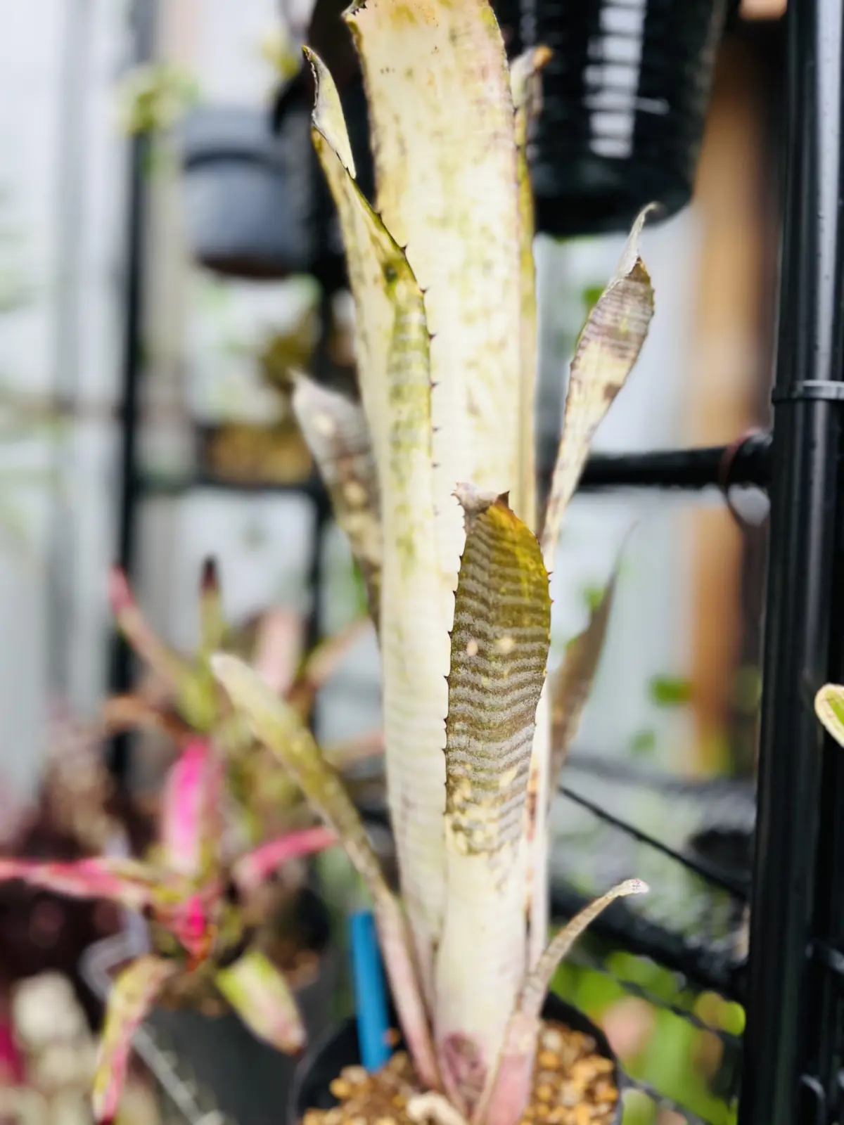 ビルベルギア　パイプライン