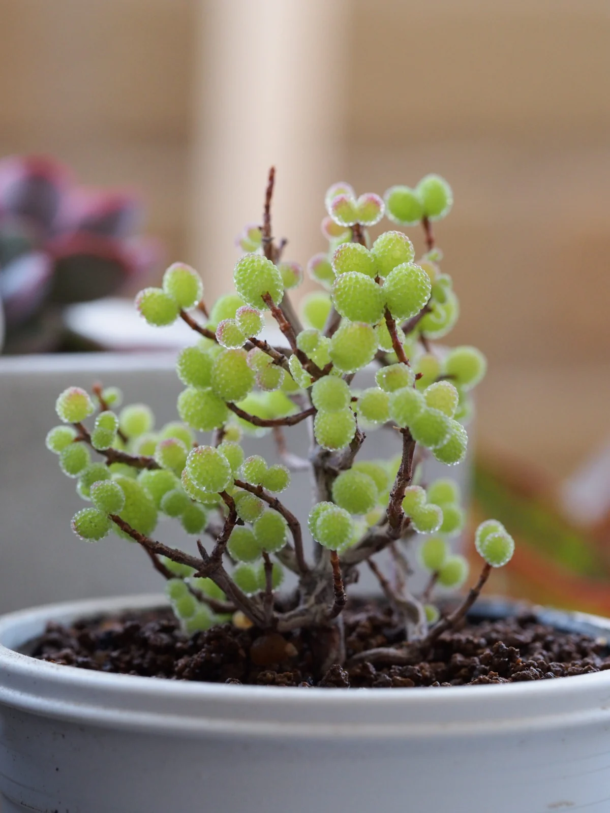 多肉植物 ドロサンテマム 金柑