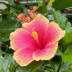 alohana_gardenのアバター