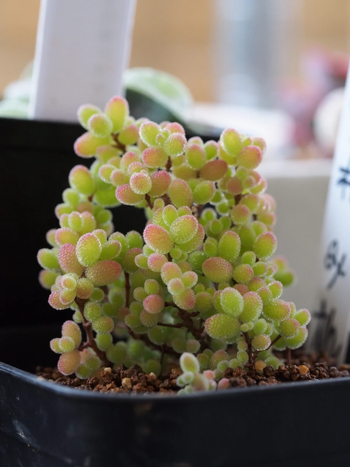 多肉植物 ドロサンテマム 蜜柑