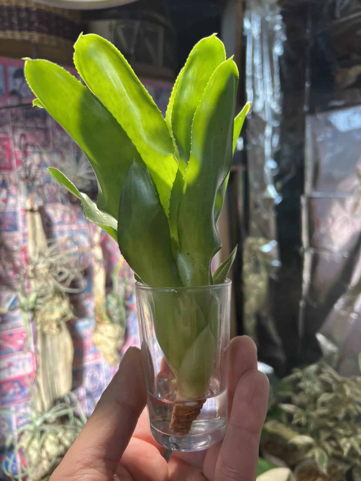 ネオレゲリア　タブラ　ラーサ