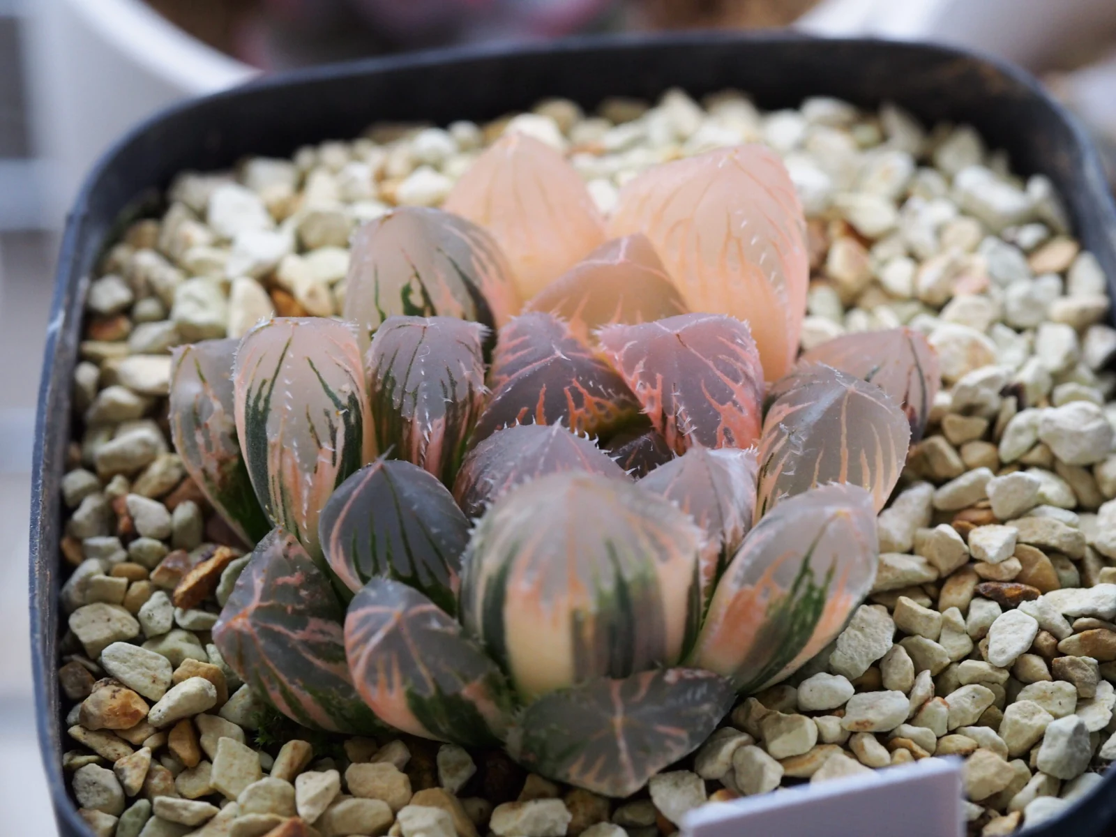 多肉植物 ハオルチア オブツーサ 赤い鳥