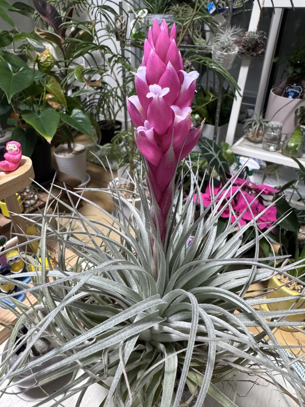 ティランジア コットンキャンディ