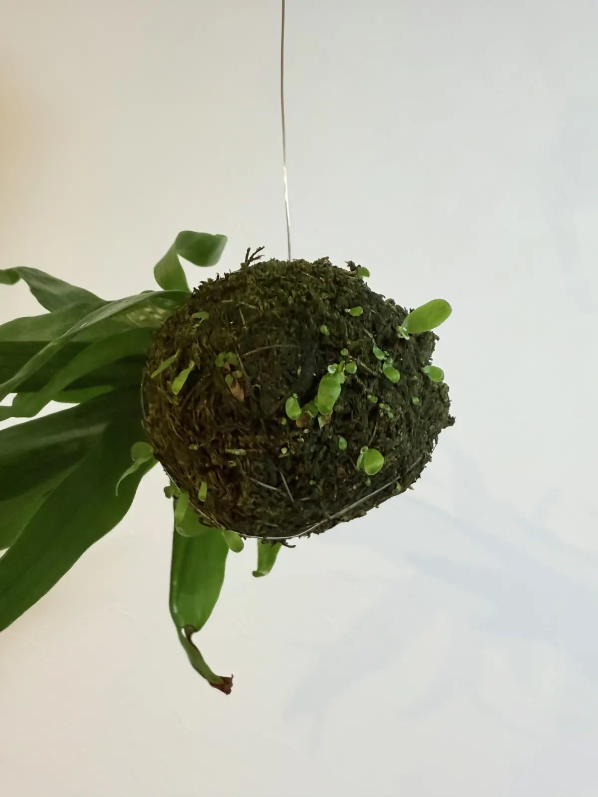 急にやる気出したコモチ