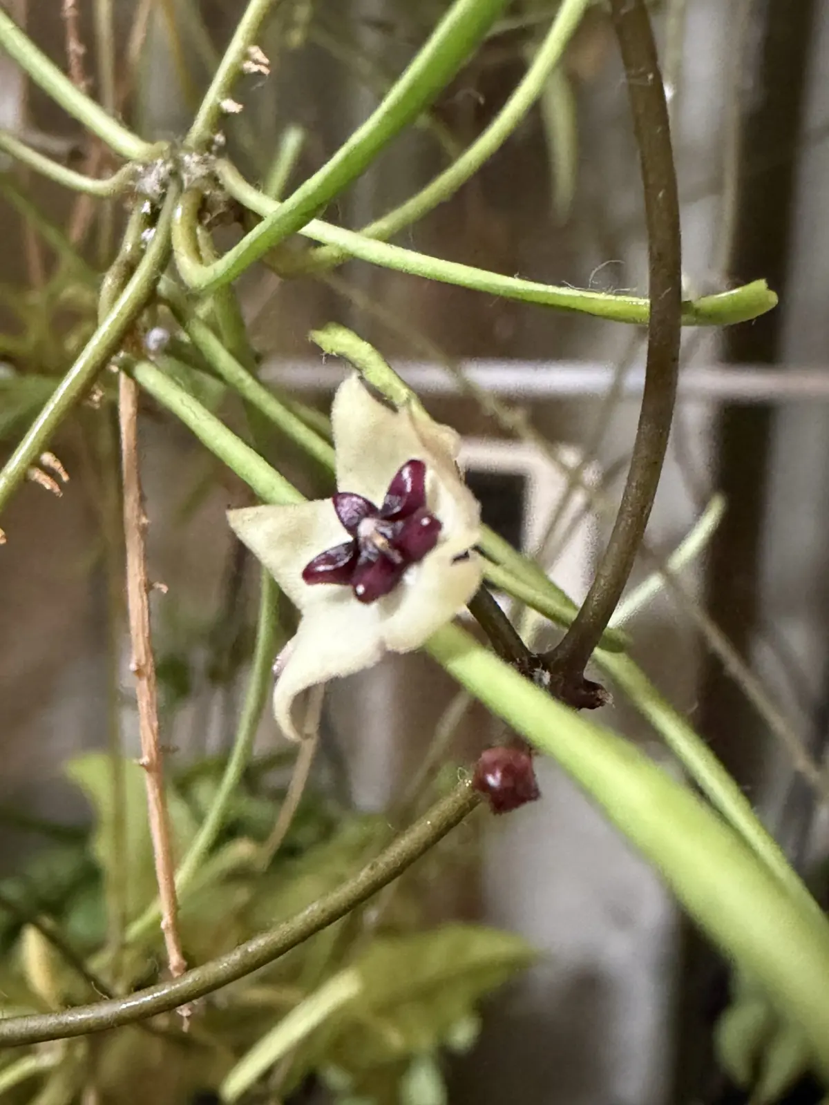 ホヤ レツーサ 花 カイガラムシ 害虫