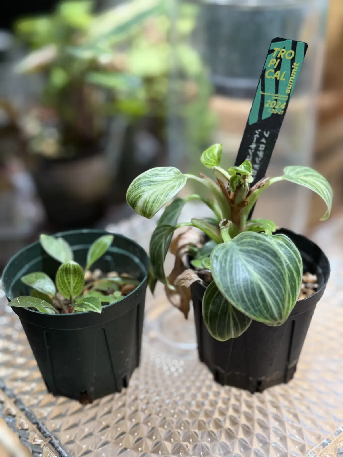 フィロデンドロン　バーキンコンパクト