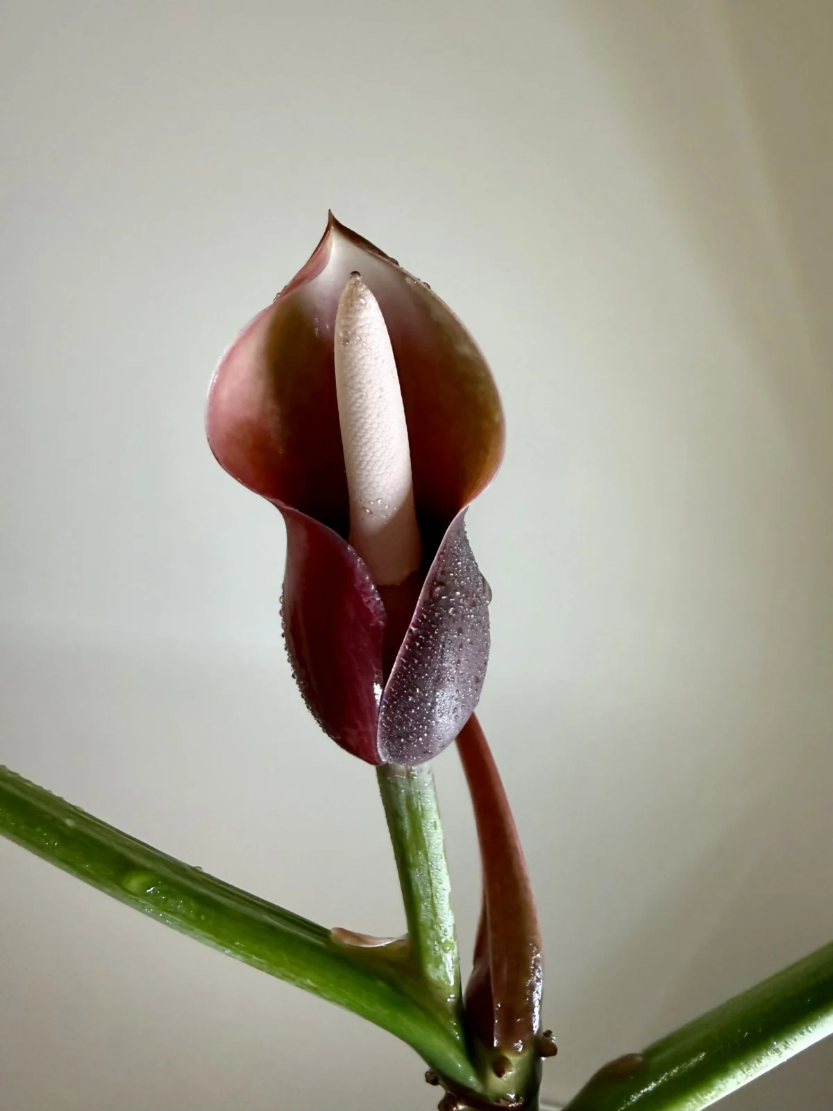 フィロデンドロン リングオブファイヤー