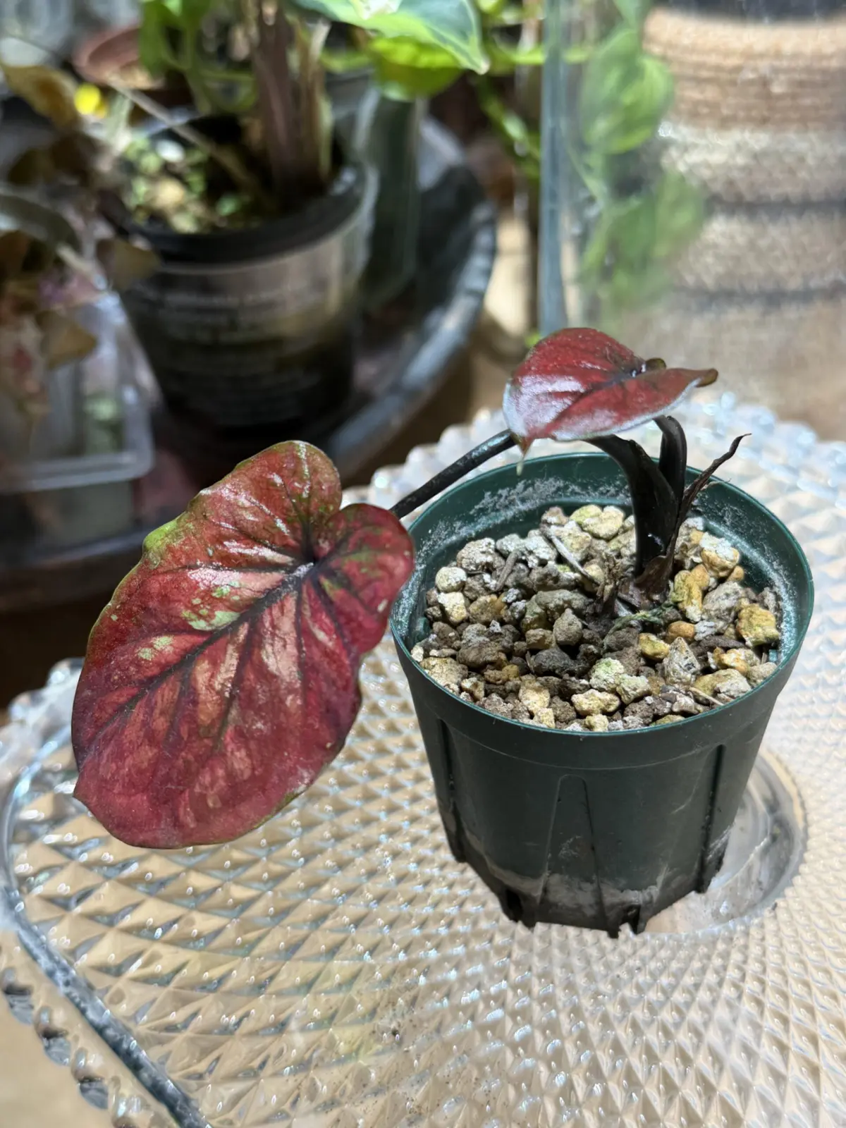 カラジウム シラロムフェット