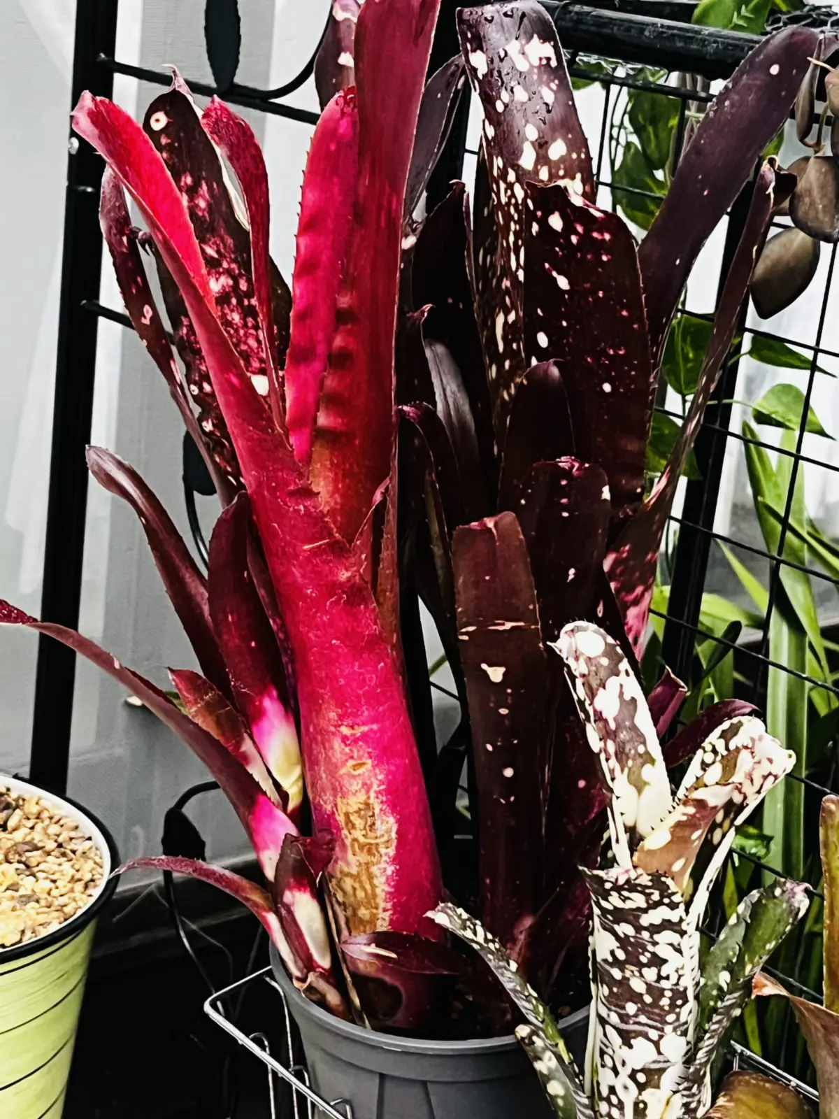 ビルベルギア　ハレルヤ　群生