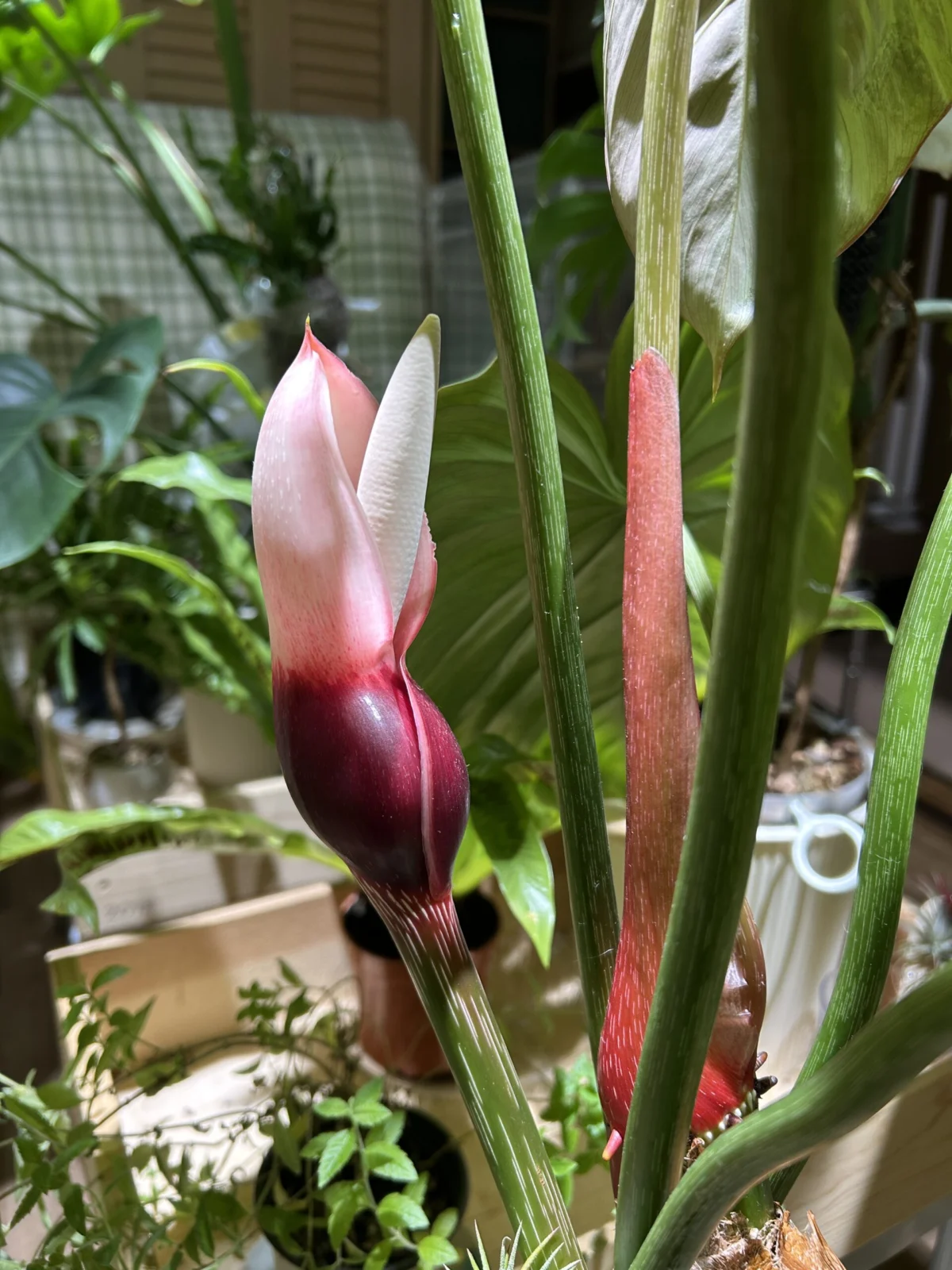 フィロデンドロン マクドゥエル 開花