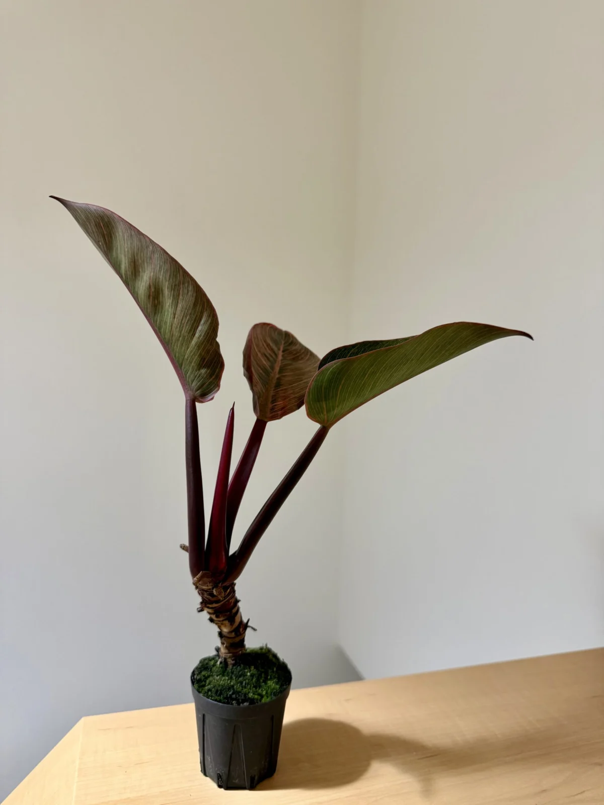 フィロデンドロン ピンクバーキン