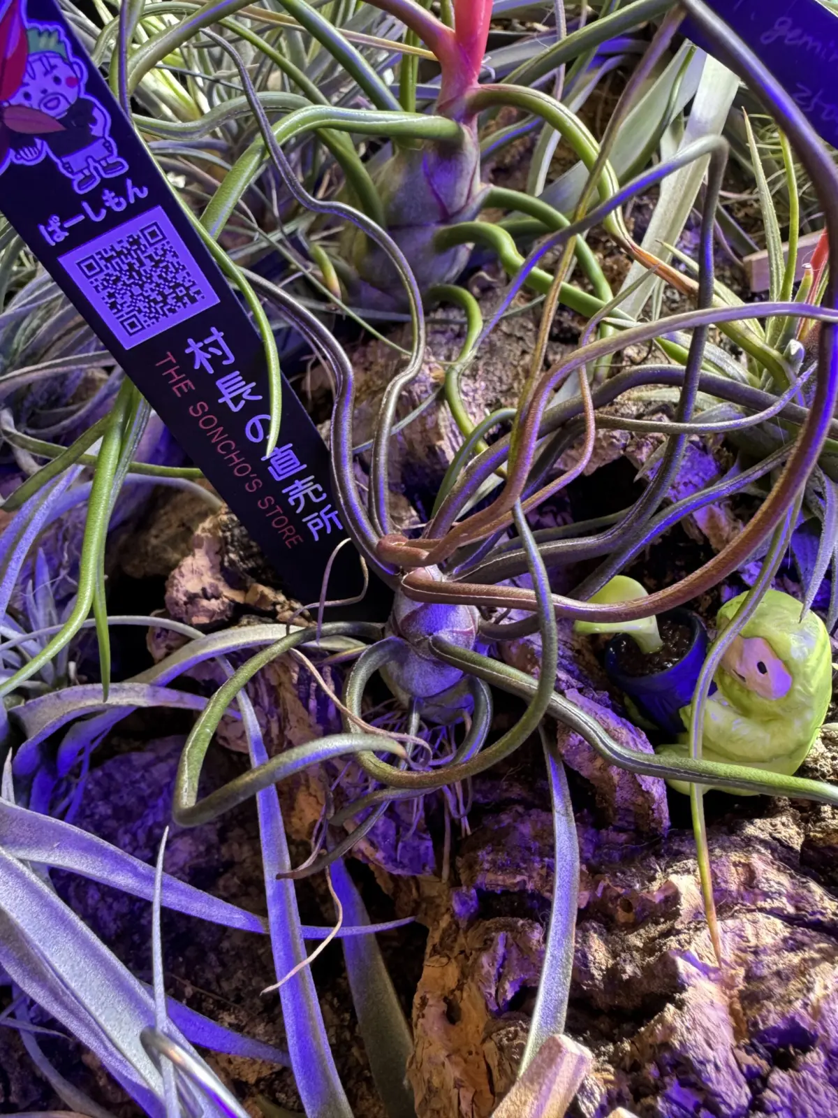 ティランジア ブルボーサ 紫炎