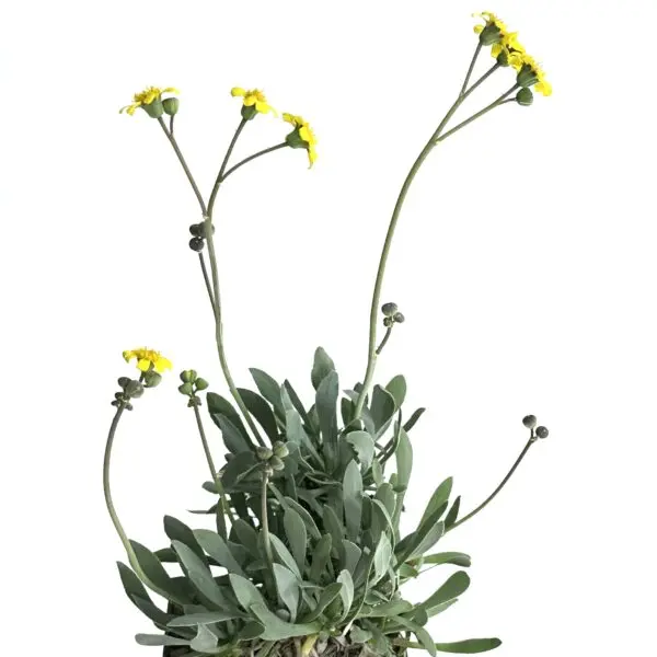 オトンナ　レトロルサ　塊根植物