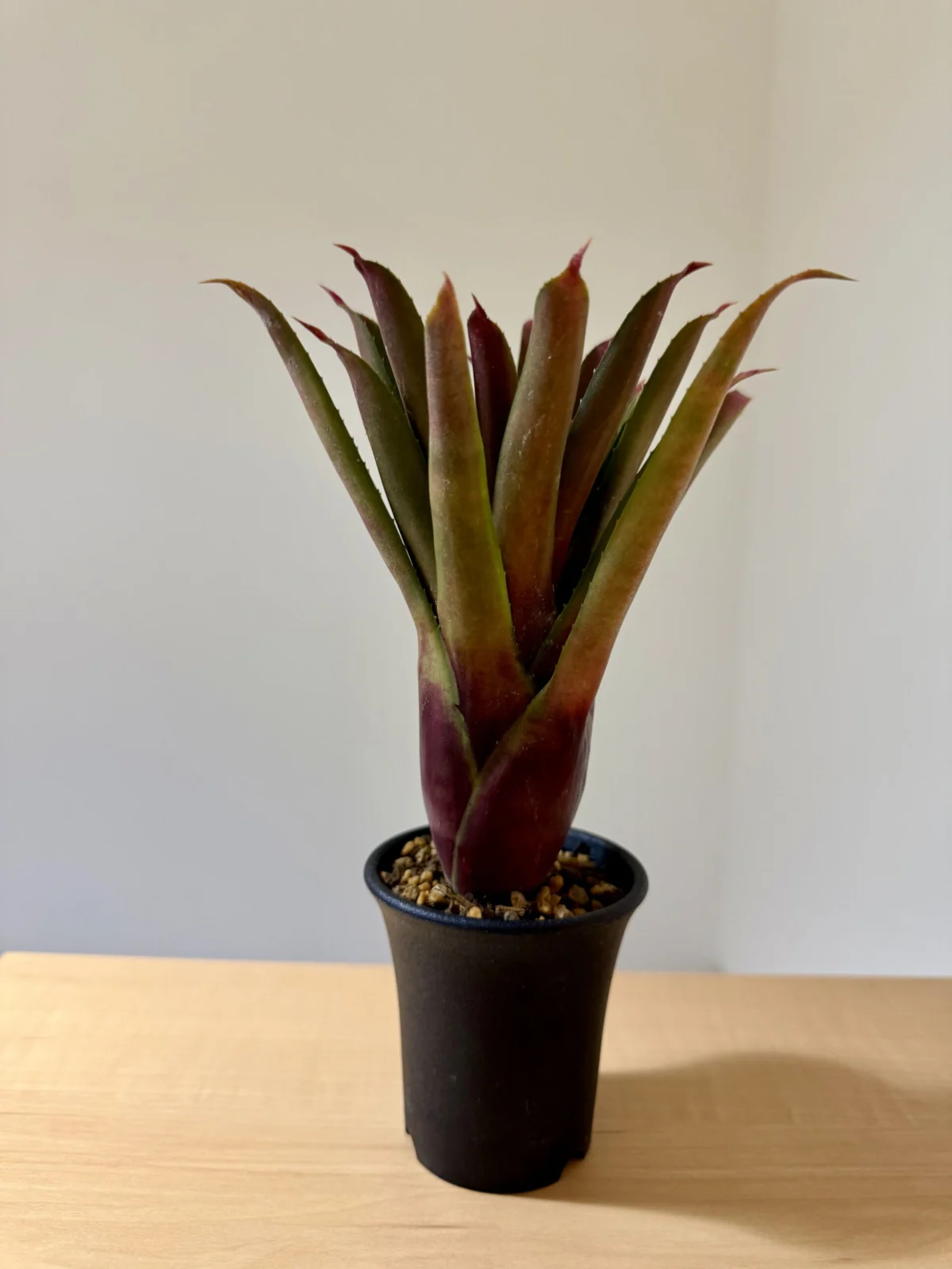 ネオメア　マジックアワー