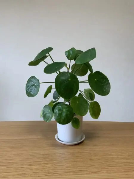 ピレア　ペペロミオイデス