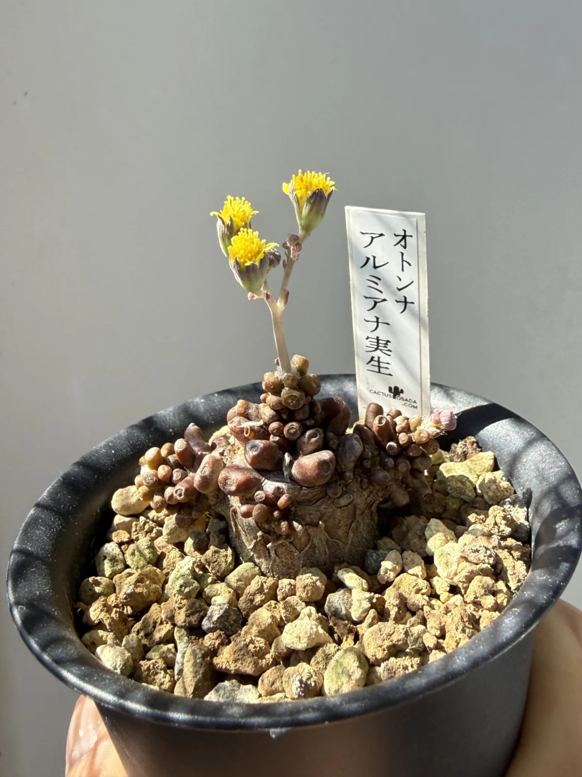オトンナ アルミアナ
