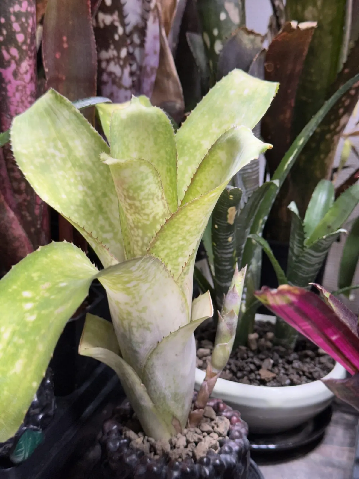 ビルベルギア　サンデリアーナと何かの交配