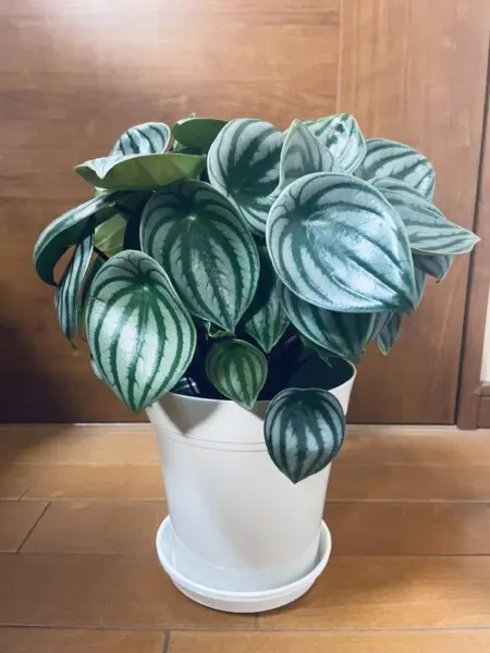 ぺぺロミア サンデルシー スイカぺぺ
