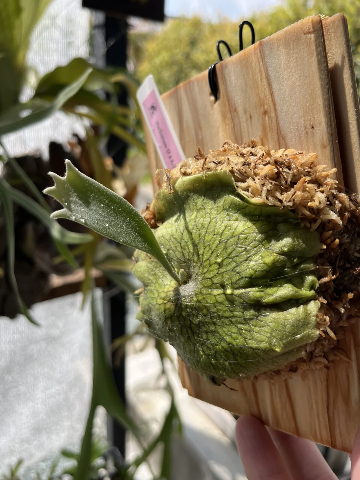 ビカクシダ ぴょん吉