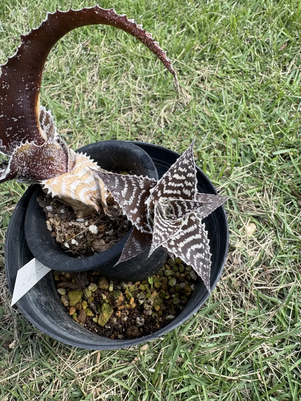 オルソフィツム　グルケニー