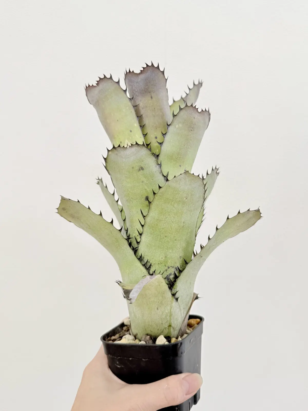 ビルベルギア　サンデリアナ