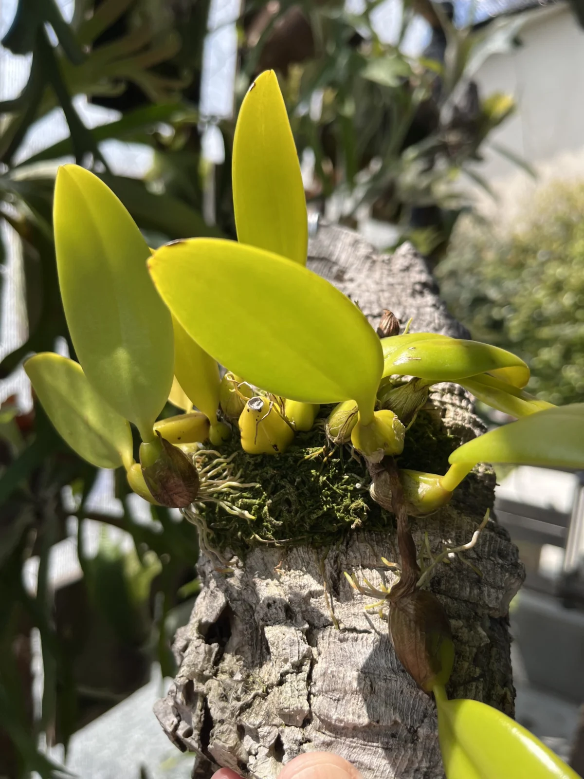 デンドロビウム