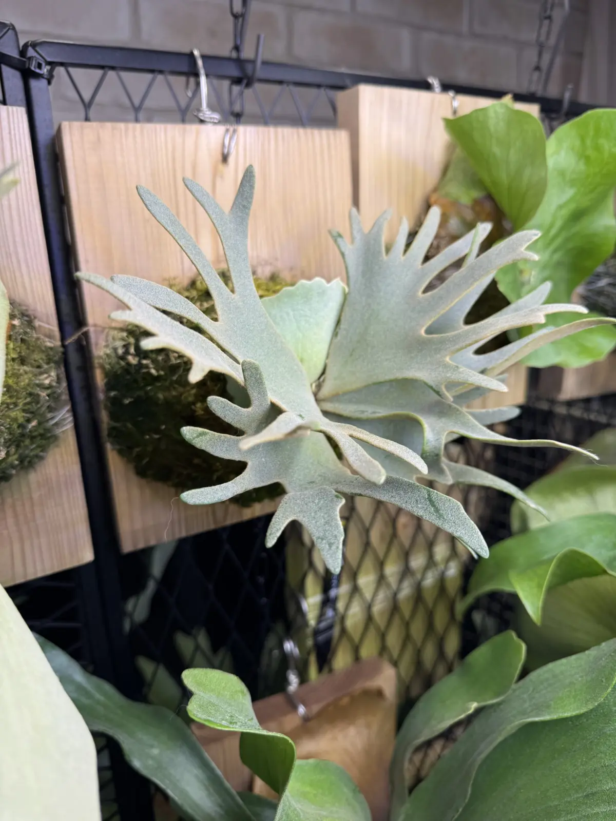 ビカクシダ バクテリア スポア