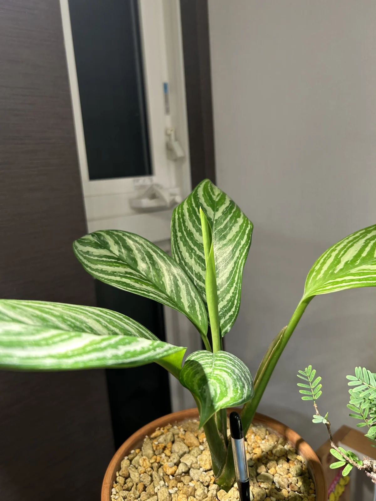 アグラオネマ　ニティドゥーム　カーティシー　ドリル