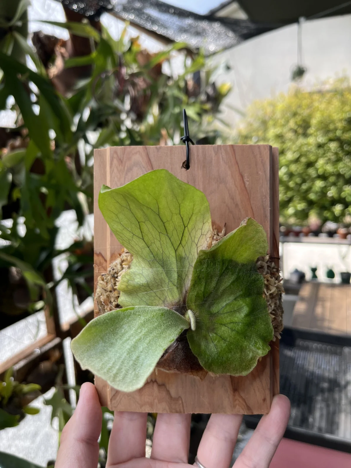 ビカクシダ アンゴレンセ