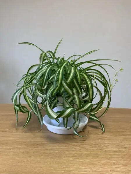 オリヅルラン ボニー