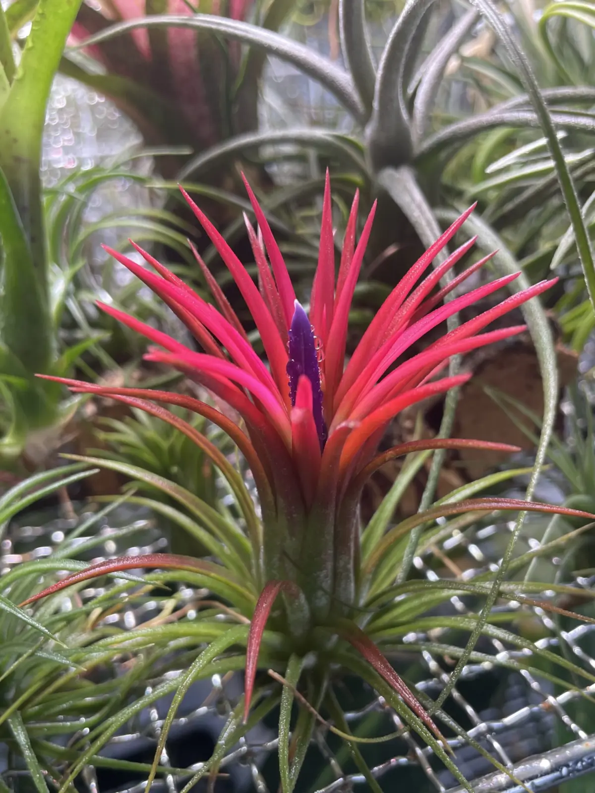 ティランジア　イオナンタ　フエゴ　レッドジャイアント