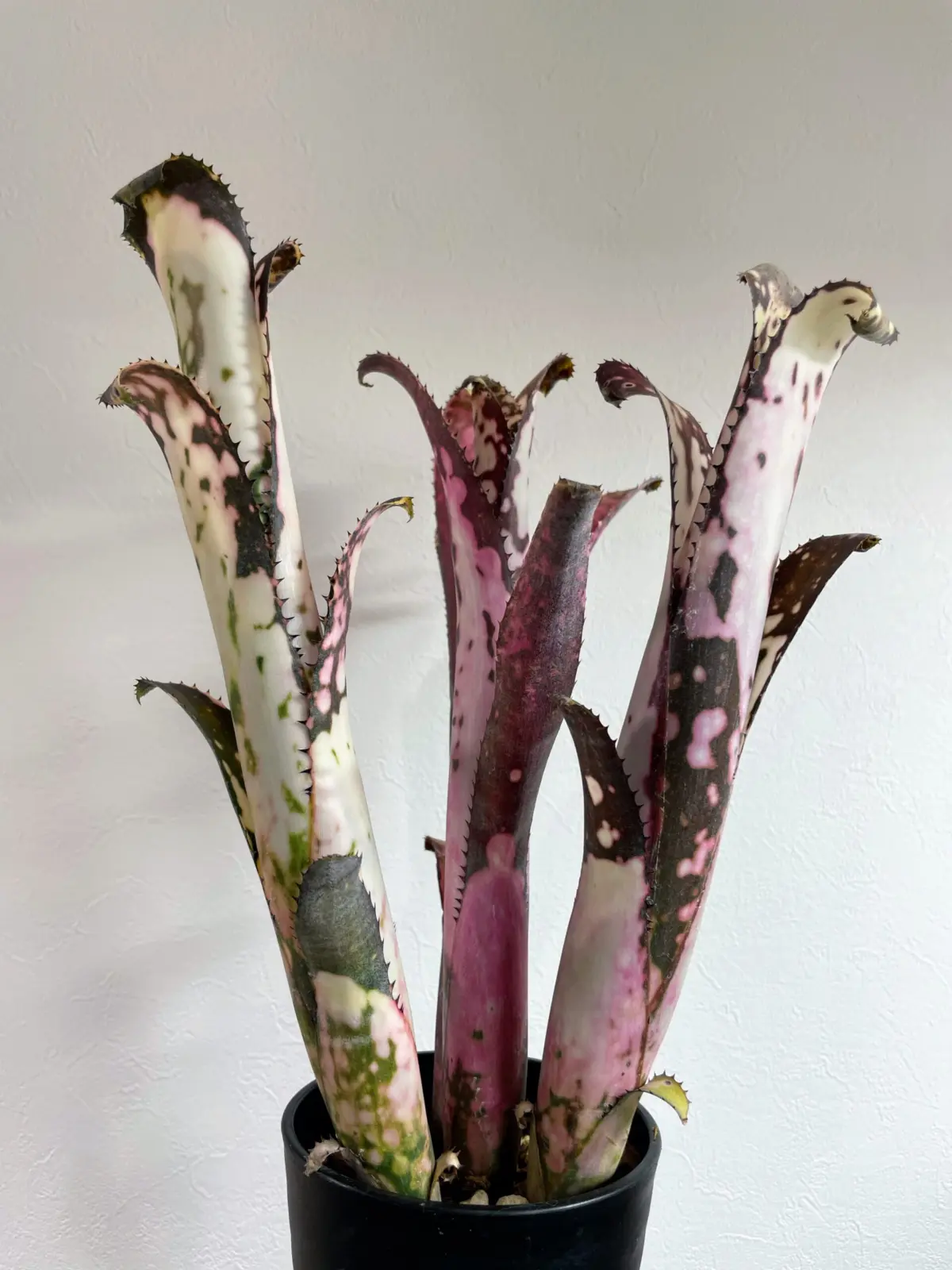 ビルベルギア　コールドフュージョン