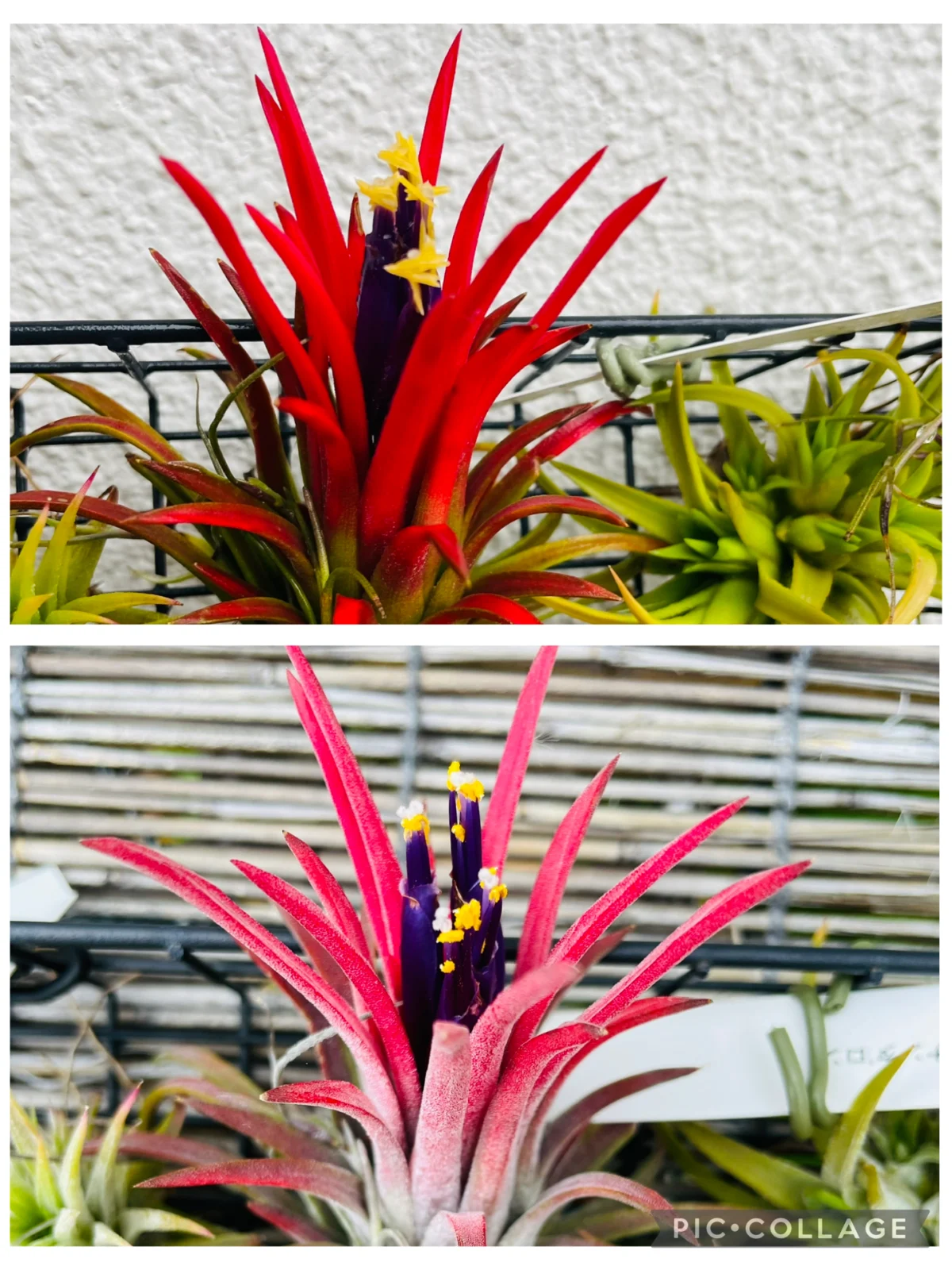 ティランジア　イオナンタ　ロン　花の変化