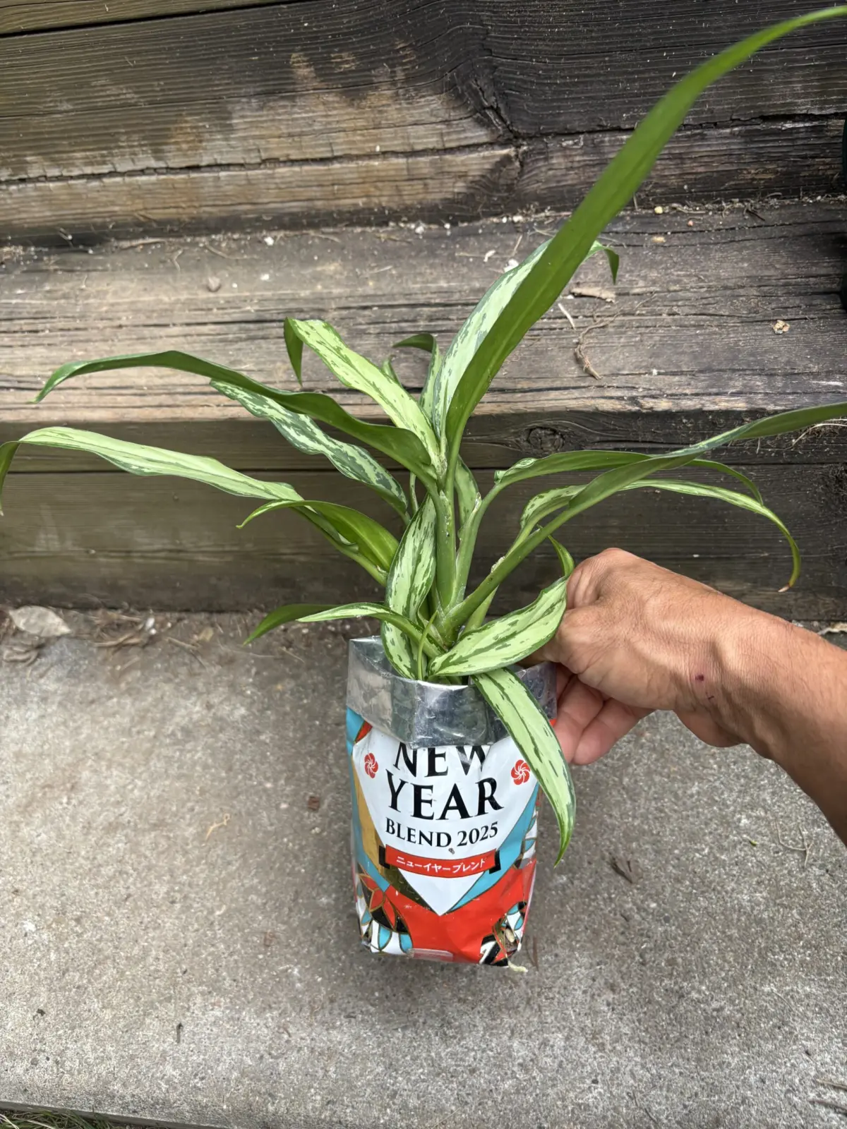 アグラオネマ　カトラス　