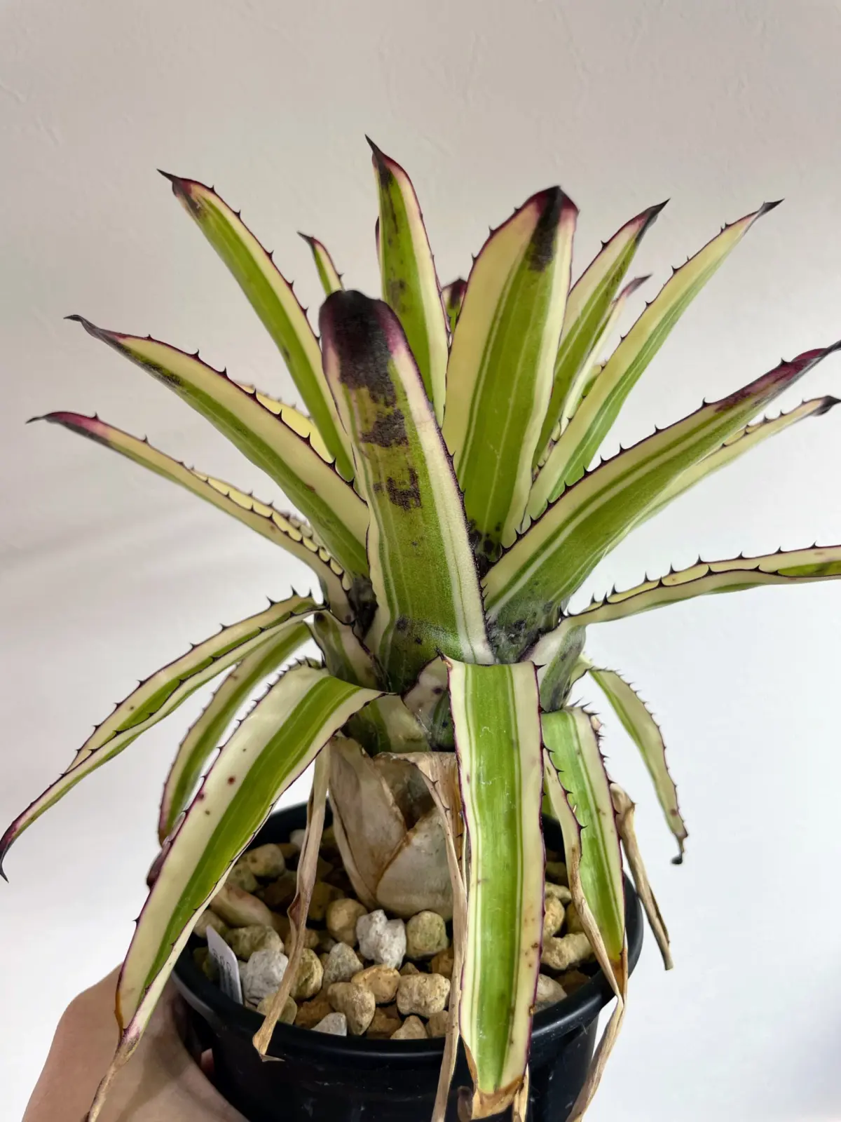 カニストラム　キャンベイロイヤル