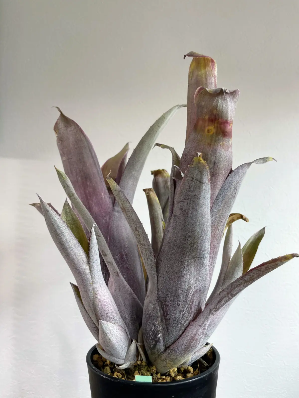 ビルベルギア　ディスタキア　ストラウシアナ