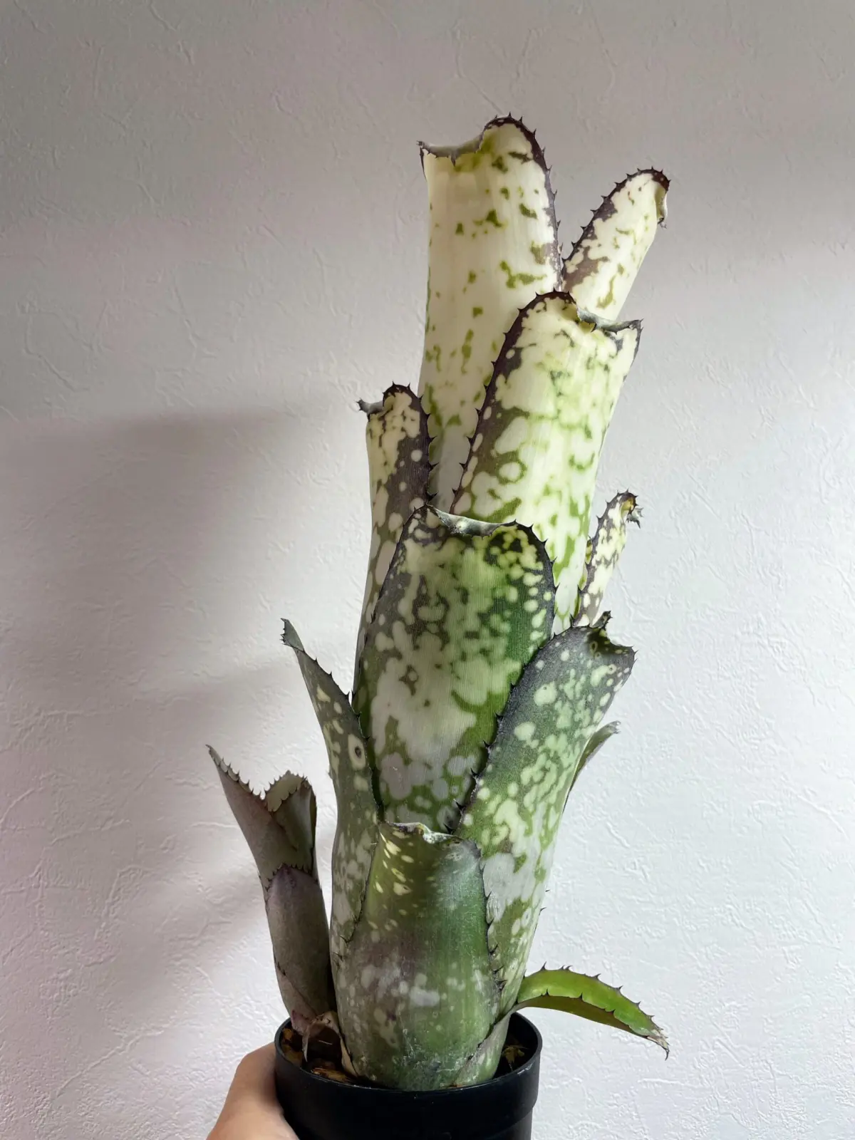 ビルベルギア　アラカイ