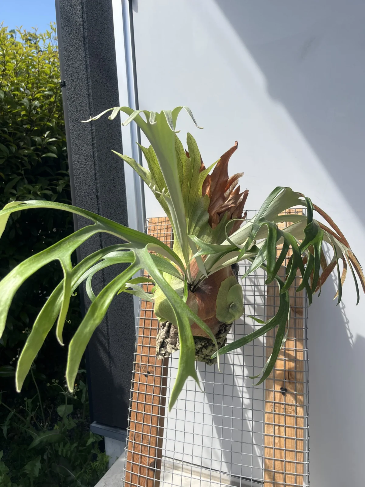 ビカクシダ マガリ