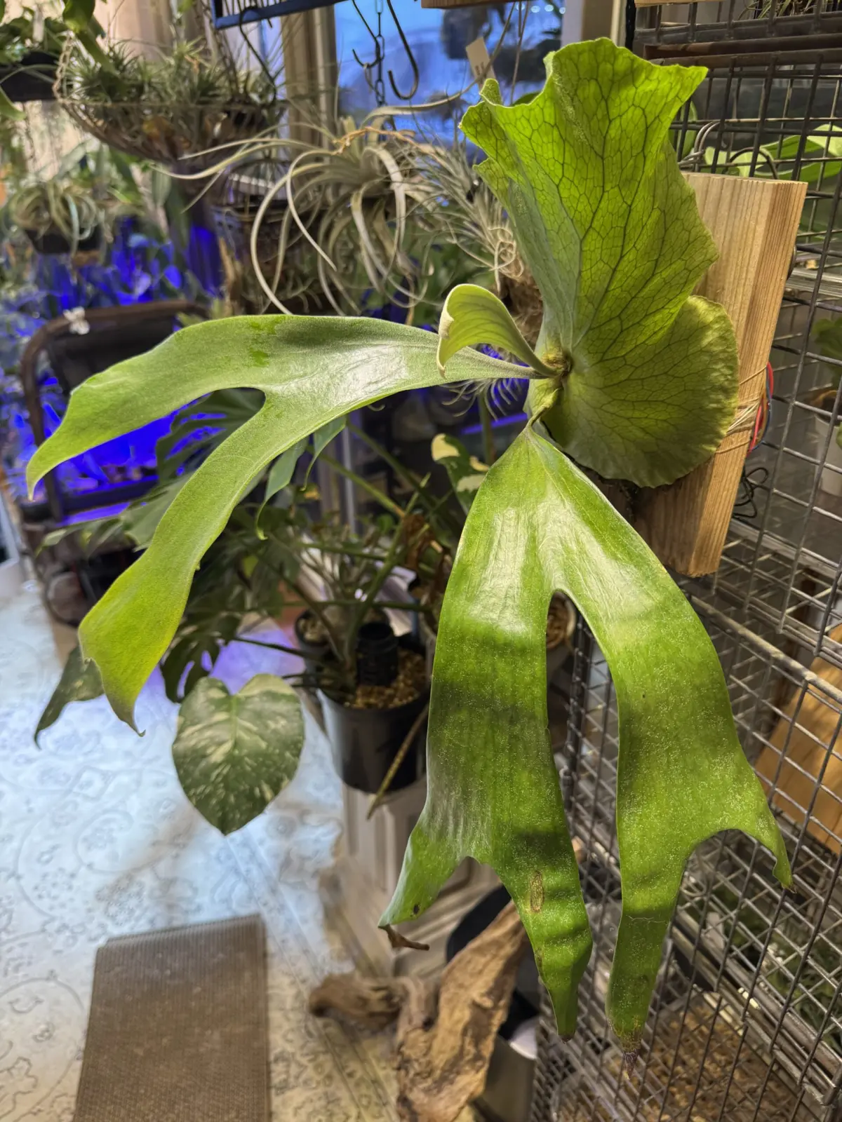 ビカクシダ ステマリア