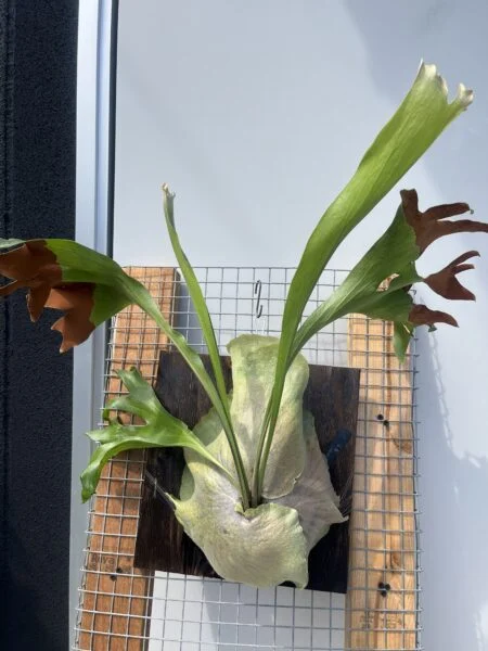 ビカクシダ 広葉