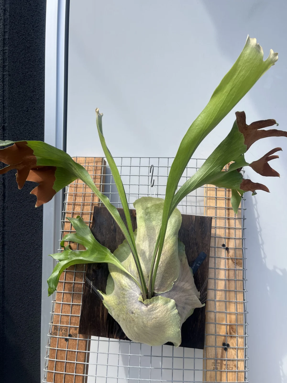 ビカクシダ 広葉