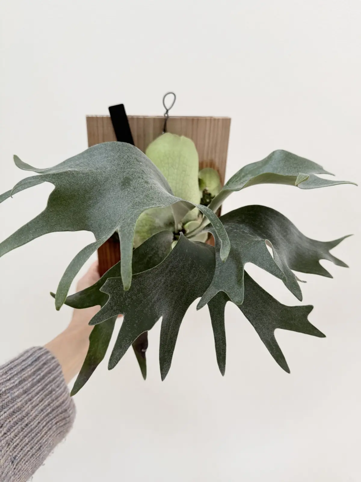 ビカクシダ　ぴょん吉