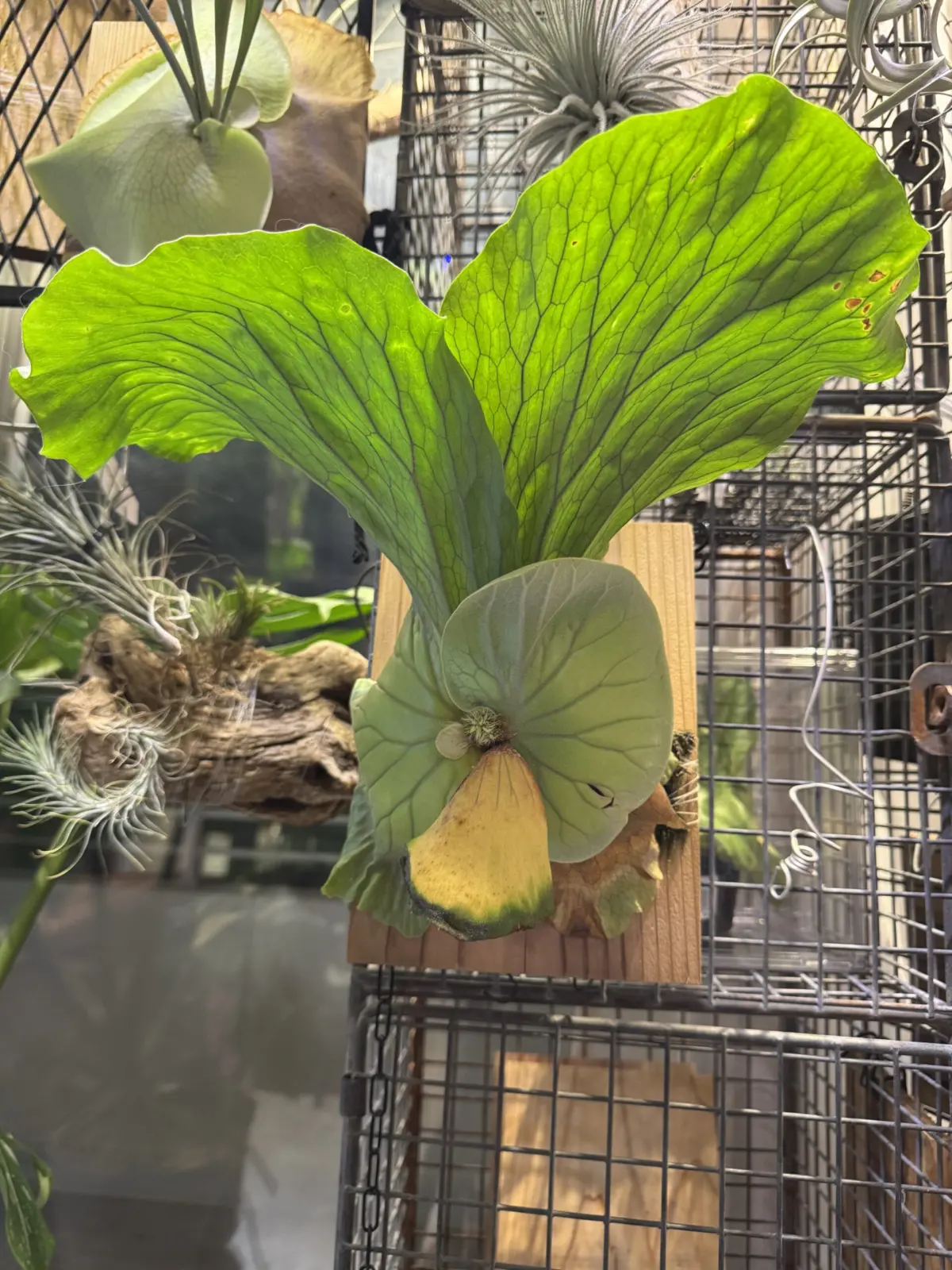 ビカクシダ　アンゴレンセ　エレファントティス