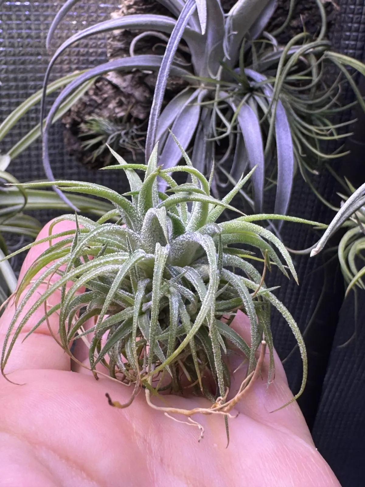 ティランジア　イオナンタ　実験　摘芯　クランプ